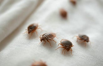 Punaises de lit sur un matelas