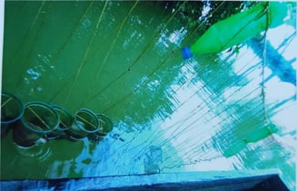 "Underwater view of pearl farming setup–oysters suspended for cultivation"