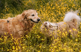 golden-retriver-e-cane-meticcio-che-si-contengono-un-legno