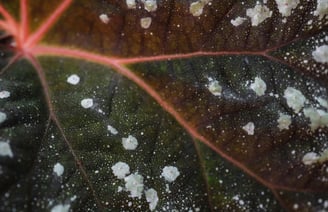 fungal spots on a plant leaf