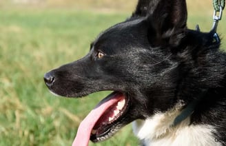 A Karéliai Medvekutya: Minden, amit tudni érdemes