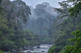 Danum Valley, an ancient rainforest