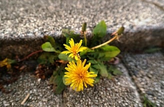 persistence quotes