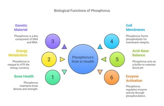 Phosphorus biological function
