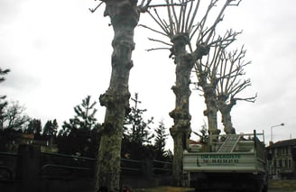 Rangée d'arbres élagués dans la ville d'Amplepuis avec un camion.