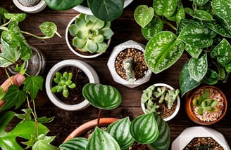 Vasos de plantas