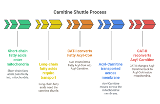 Carnitine shutle