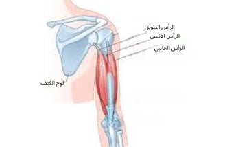 رؤوس الترايسيبس