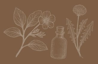 Line art botanical illustrations