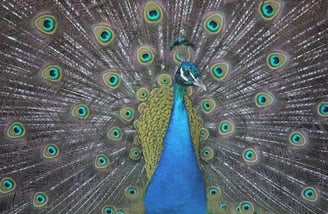 Peter Pickering's photo of a proud peacock (boastful photographer)