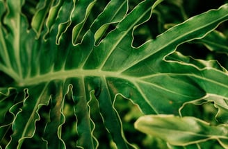 Phillodendron selloum, otherwise known as the Tree Philodendron