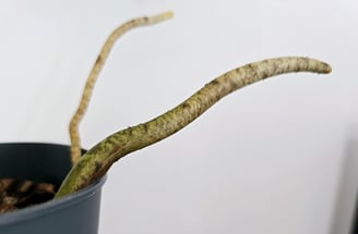 Monstera aerial root coming out of plant pot