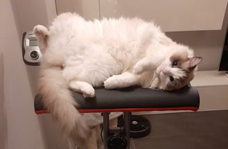gatta ragdoll che riposa