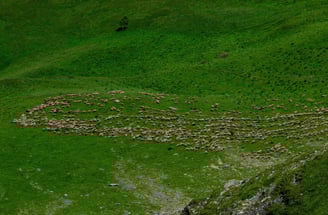 Troupeau de mouton en contrebas de La Brèche (La Grave)