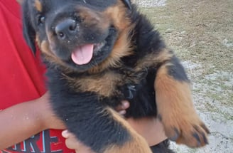 Rottweiler