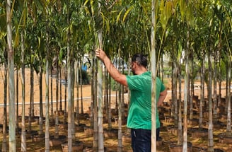 compre direto do produtor são paulo plantas