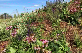 ogród bylinowy, projektowanie ogrodów naturalnych, architektura krajobrazu
