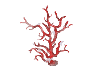 Corallium rubrum with Hirtomurex Squamosus, Adobe Photoshop drawing 