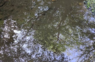 trees in canopy
