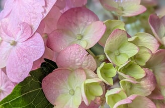 hydrangea bloom