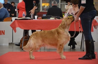 concours beauté golden retriever élavege respechas alès