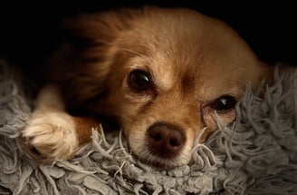 chihuahua couché sur une couverture