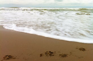 tracks in the sand of a beach and the water of the sea