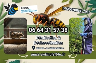 Traitement et Destruction Nids de Guêpes et Frelons à Blanquefort