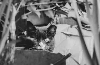 a grey cat with a piercing gaze stares into the camera from behind a planter