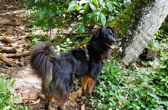 éducateur canin méthodes positives Guadeloupe