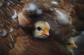 A fluffy yellow chick nestled warmly in its mother's feathers