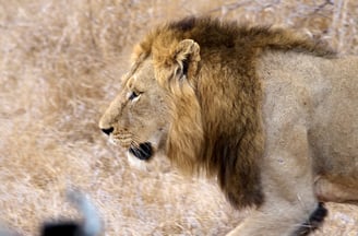 Male lion walking pass our vehicle very closely