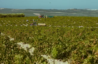 Viñedo tradicional en vaso de uva pedro ximénez  bajo el sol de la campiña cordobesa