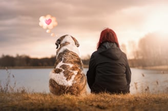 an older brown and white dog sitting on the grass next to a woman looking over a lake at sunset