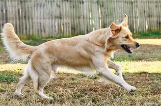 a golden retriever running through the grass in a fenced backyard