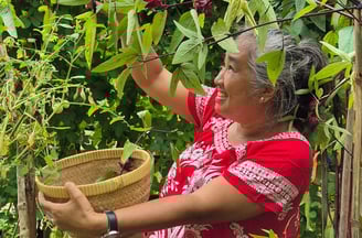 Photo of Sonya Syafitri harvesting in a garden in Sungai Pisang, West Sumatra