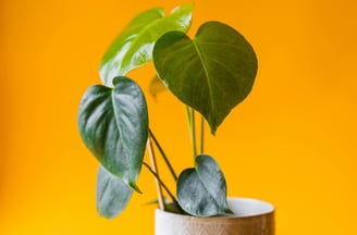 Juvenile Monstera deliciosa with non-fenestrated leaves