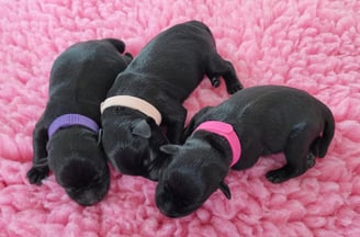 Chiots femelles Schnauzer miniature