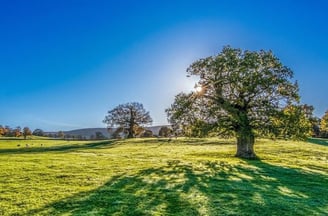 the tree of life