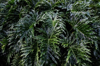 Mature tree philodendron with large lobed leaves