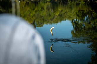 Brown trout jumping on the South Holston River