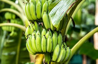Bananeira