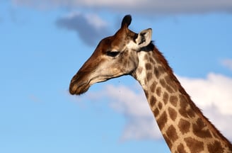 A female giraffe's head and neck with cloudy sky as backround