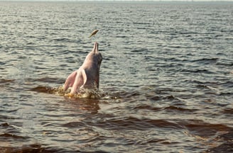 a dolphin in the water with a fish in the water