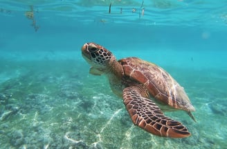 Cozumel, Mexico - Swimming with sea turtles at the Turtle Sanctuary