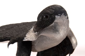 Archaeopteryx 1