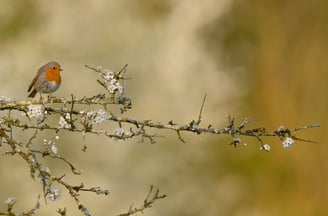 Rouge-gorge