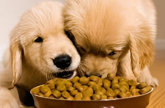 Perros comiendo