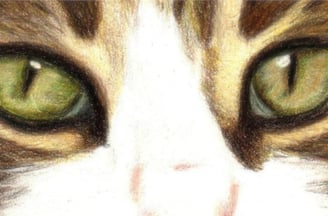 regard de chat