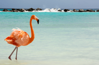 Flamenco en Aruba